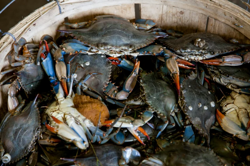 Mulai Bisnis Seafood dari Lahan Tambak Sederhana!