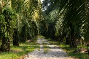Kenapa Mandor Kebun Sering Disebut Ujung Tombak Produksi?