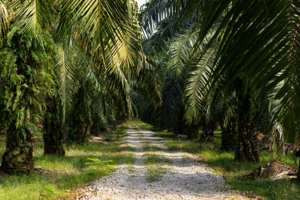 Kenapa Mandor Kebun Sering Disebut Ujung Tombak Produksi?